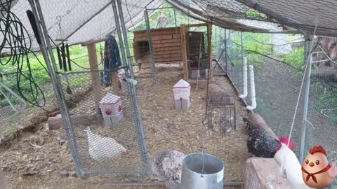 Chicken Live Stream