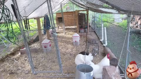Chicken Live Stream