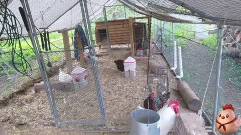 Chicken Live Stream