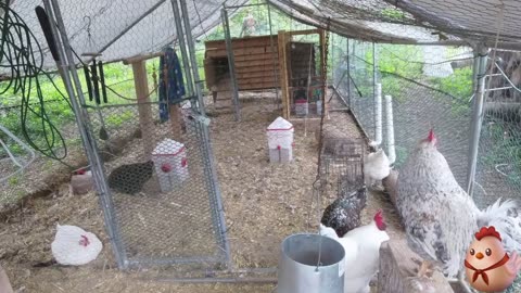 Chicken Live Stream