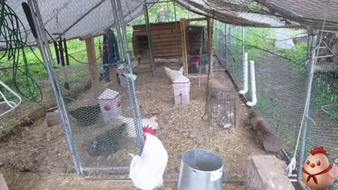 Chicken Live Stream