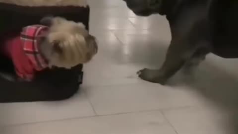 Small Dog vs Big Dog Over a Kennel! 🐶🔥 / Cățel Mic se Enervează pe Cel Mare!