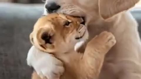 Puppy’s Amazing Journey to Adopt a Lion Cub!