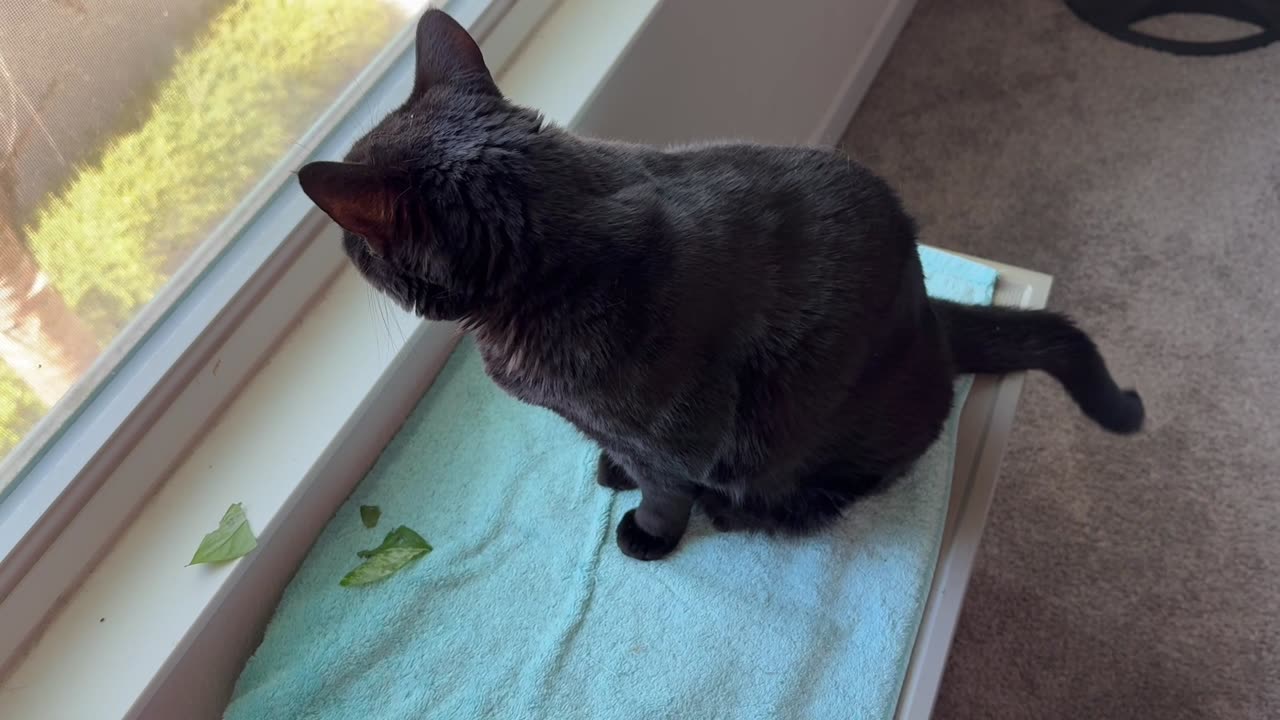 Cute Precious Piper Enjoys the Clear View From Her Spa Window - Adopting a Cat from a Shelter Vlog