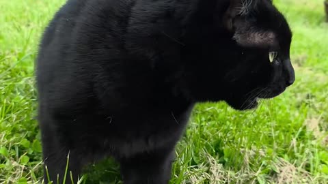 Just Doing Black Cat Things