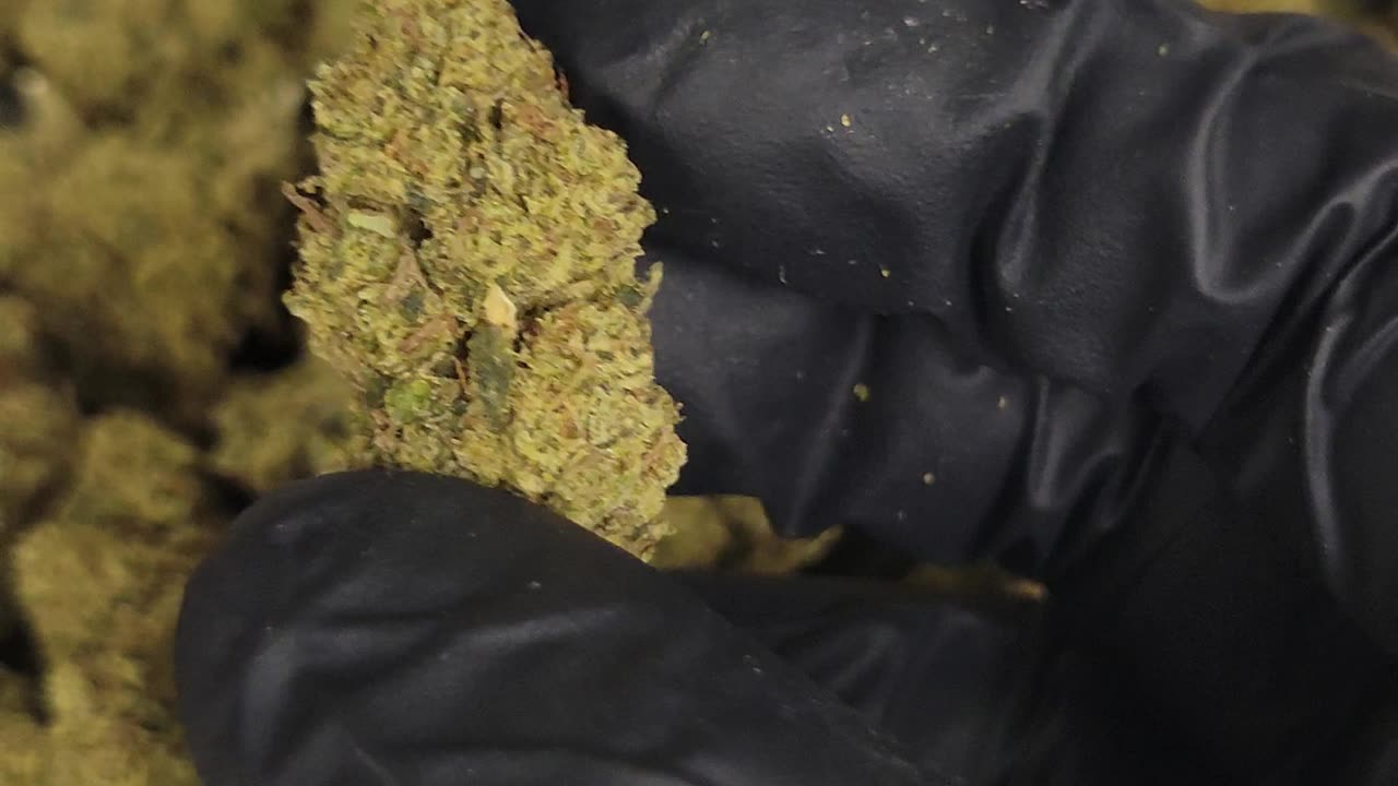 Hell's Angel's OG THC Flower