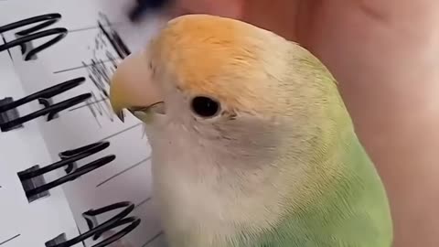 Parrot Show: Talking Birds Compilation 🦜 | Papagali Vorbitori Super Amuzanți 😂