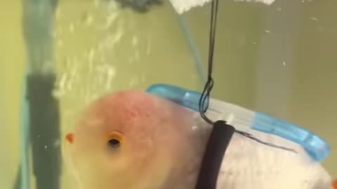 Disabled Fish Gets a Second Chance