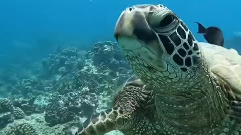 The incredible way, this Turtle said hank you