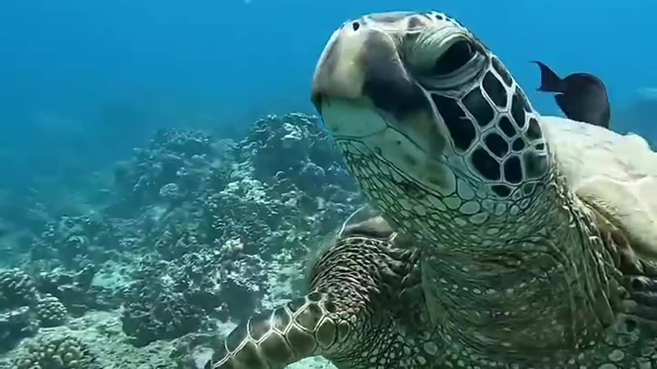 The incredible way, this Turtle said hank you