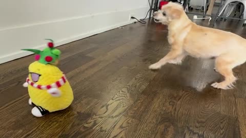 Diva Dog Loves to Dance
