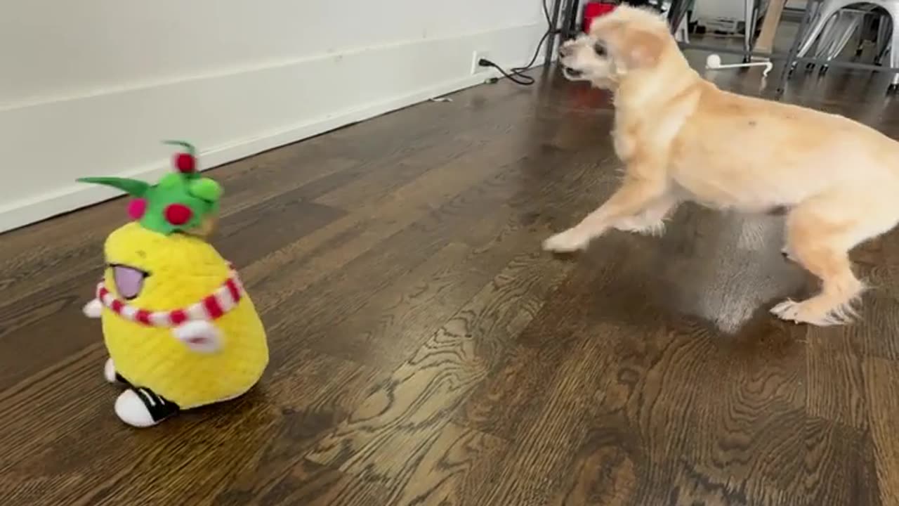 Diva Dog Loves to Dance