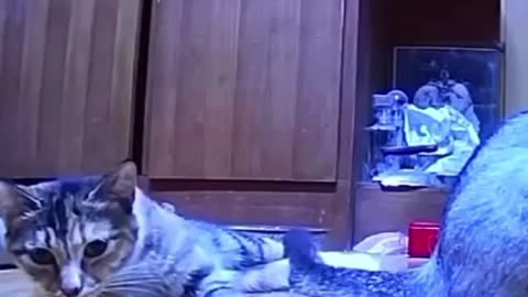 🤣🐾 ...And Then Chaos Ensues with Startled Pets! | FunFM