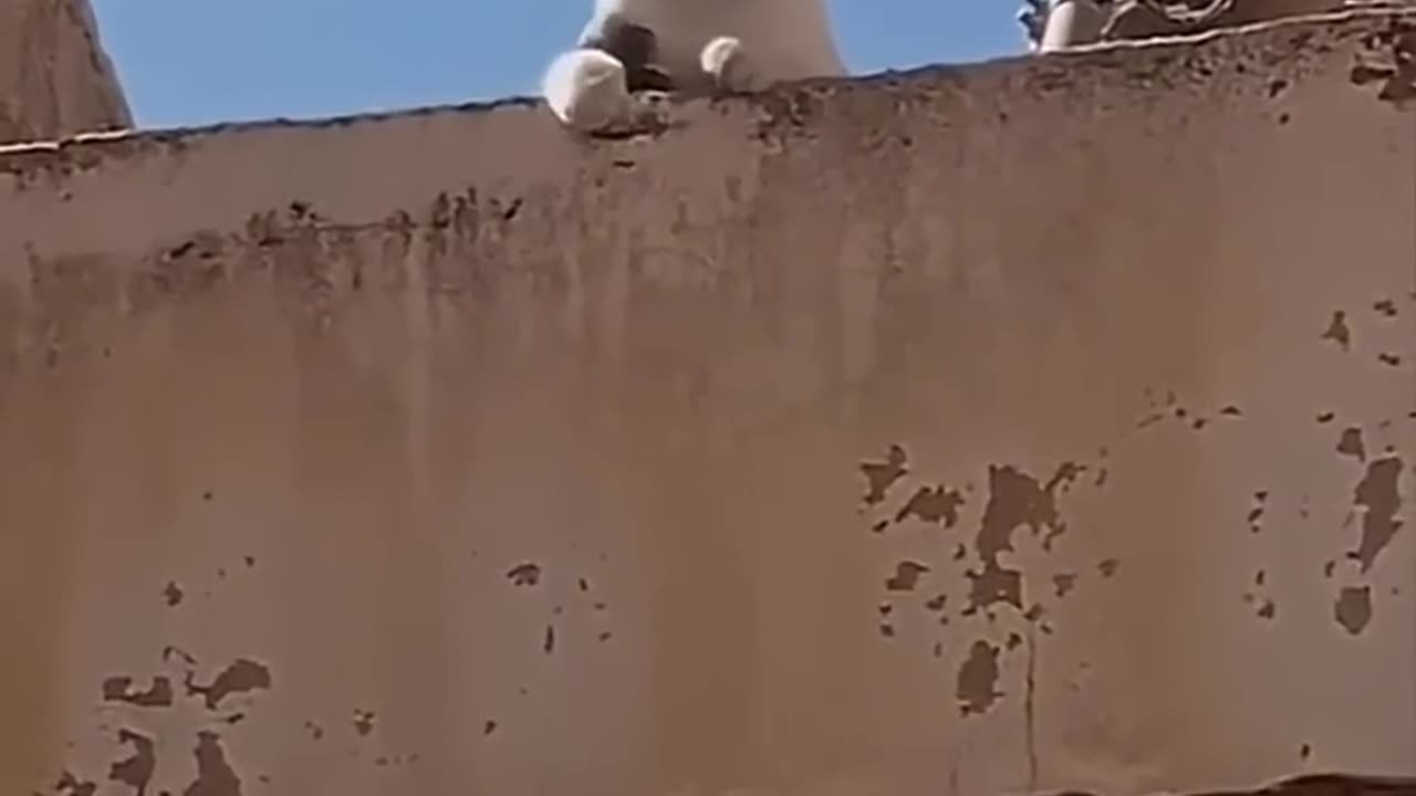 Arabic speaking cat