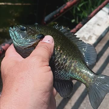 Giant bluegill