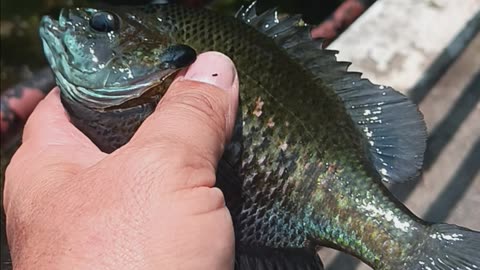 Giant bluegill