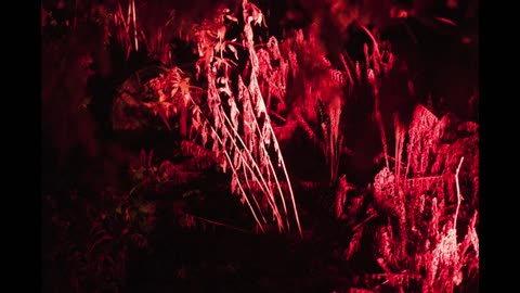 Botanic Garden Light Show