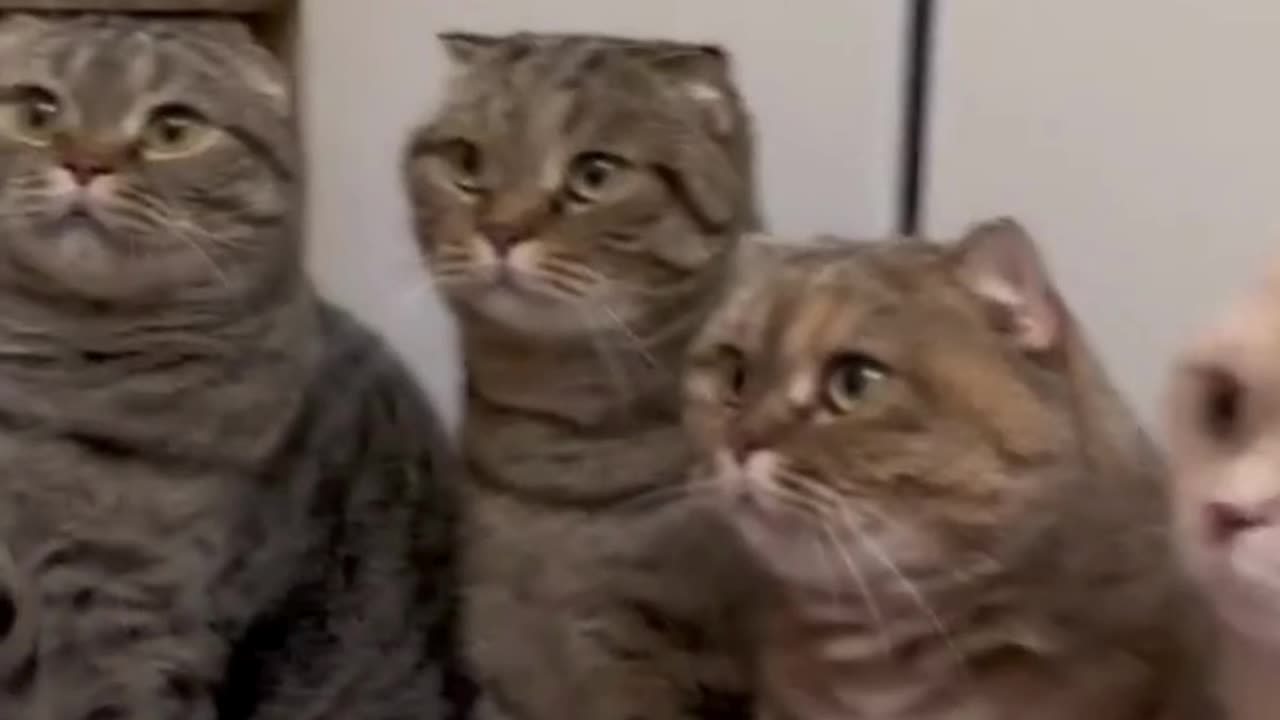 CuteCats #FunnyAnimals"Watch on Cat Videos Animal Comedy #FunnyCats