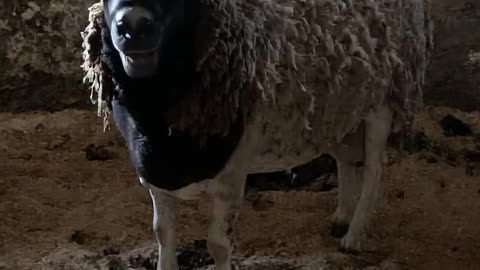 Barnyard salesman