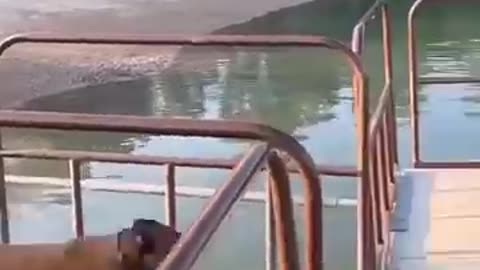 Funny animal video
