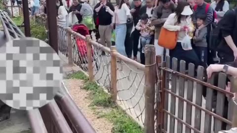 Jiumei the hippopotamus launched a gas attack😱 on tourists at a zoo in China!