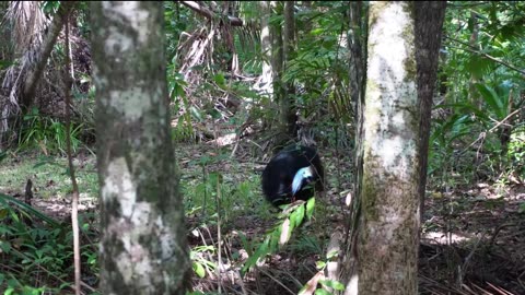 Walking past the worlds most dangerous bird.