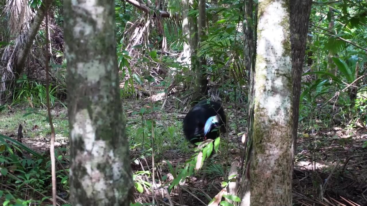 Walking past the worlds most dangerous bird.