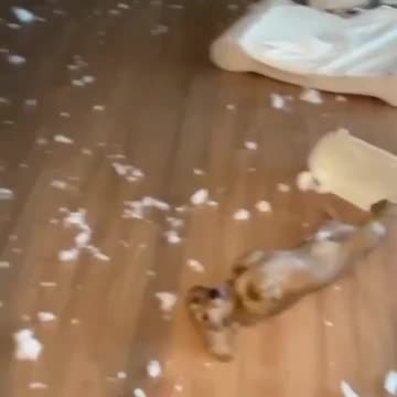 Guilty or innocent? 😂