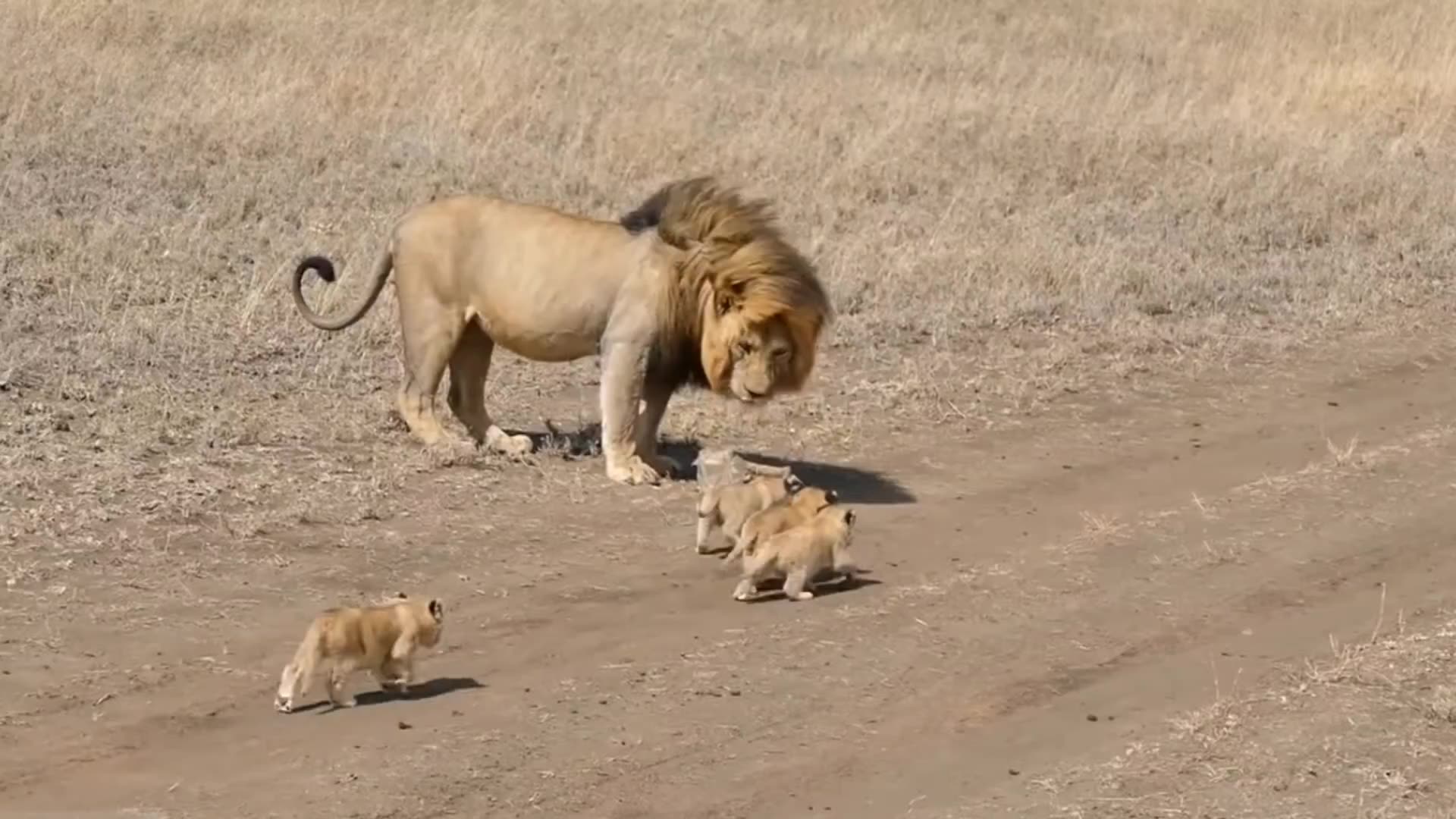 A lion and his cubs 😍 🦁