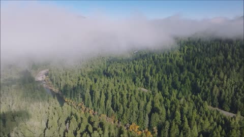 Good Morning Blessing Dawn Redwood Tree Dec 2020