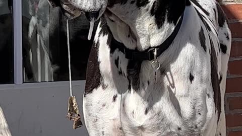 Leaf Attached to Stuart's Drool