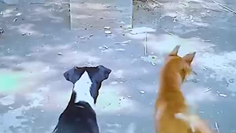 dog mirror prank #shorts