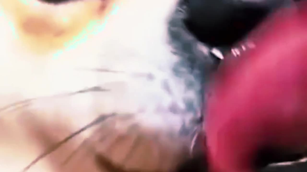 These cats are pure chaos in the funniest way possible! 😂