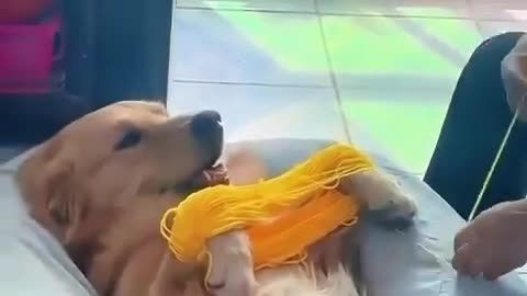 Someone left their dog over the weekend at their grandma's place | FunFM