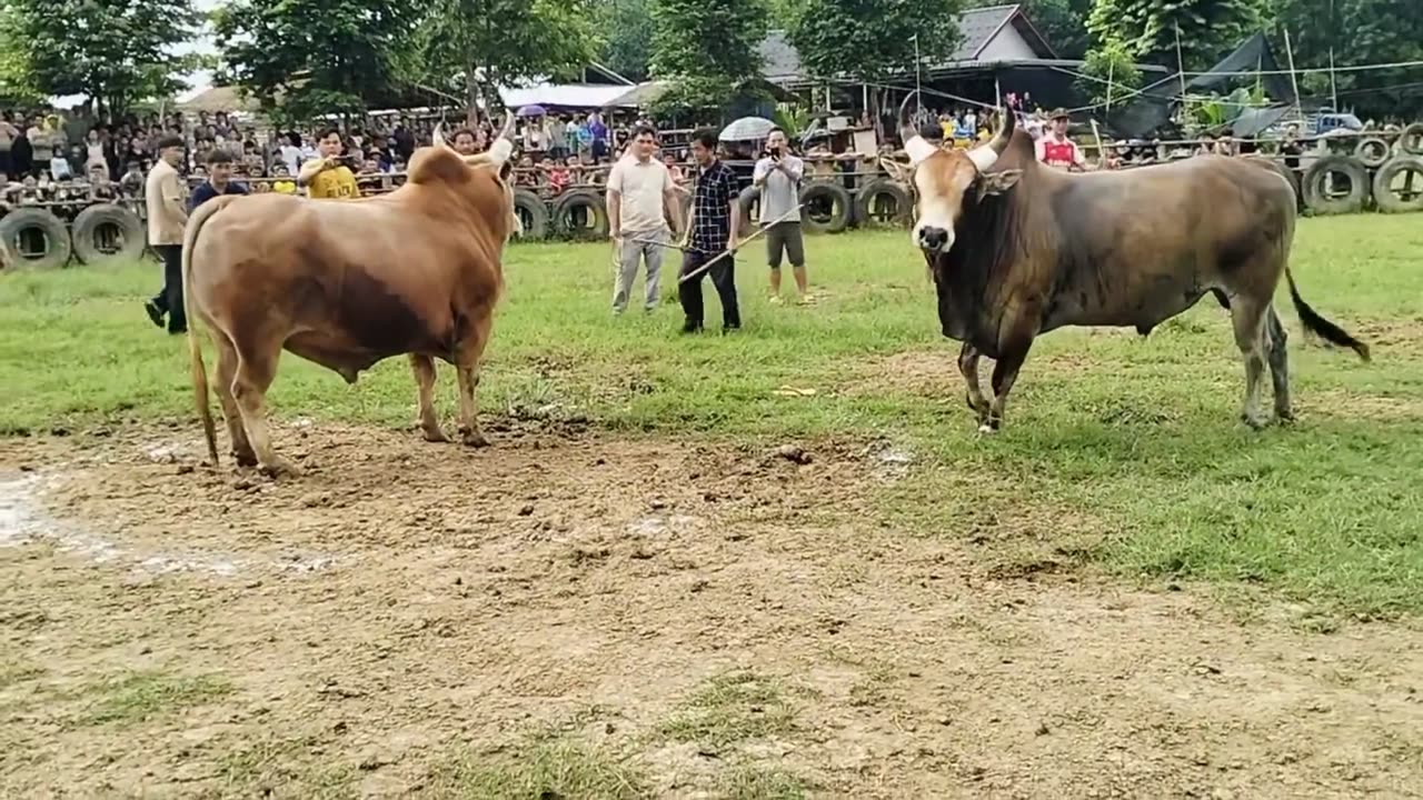 Nyuj Sib Nraus