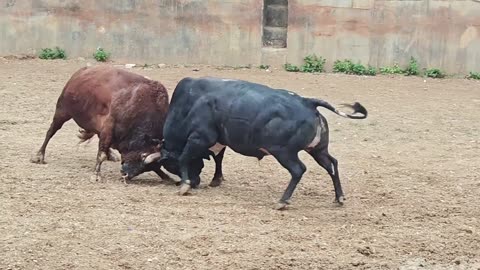 "Brutal Force: The Meeting of the Most Powerful Bulls"