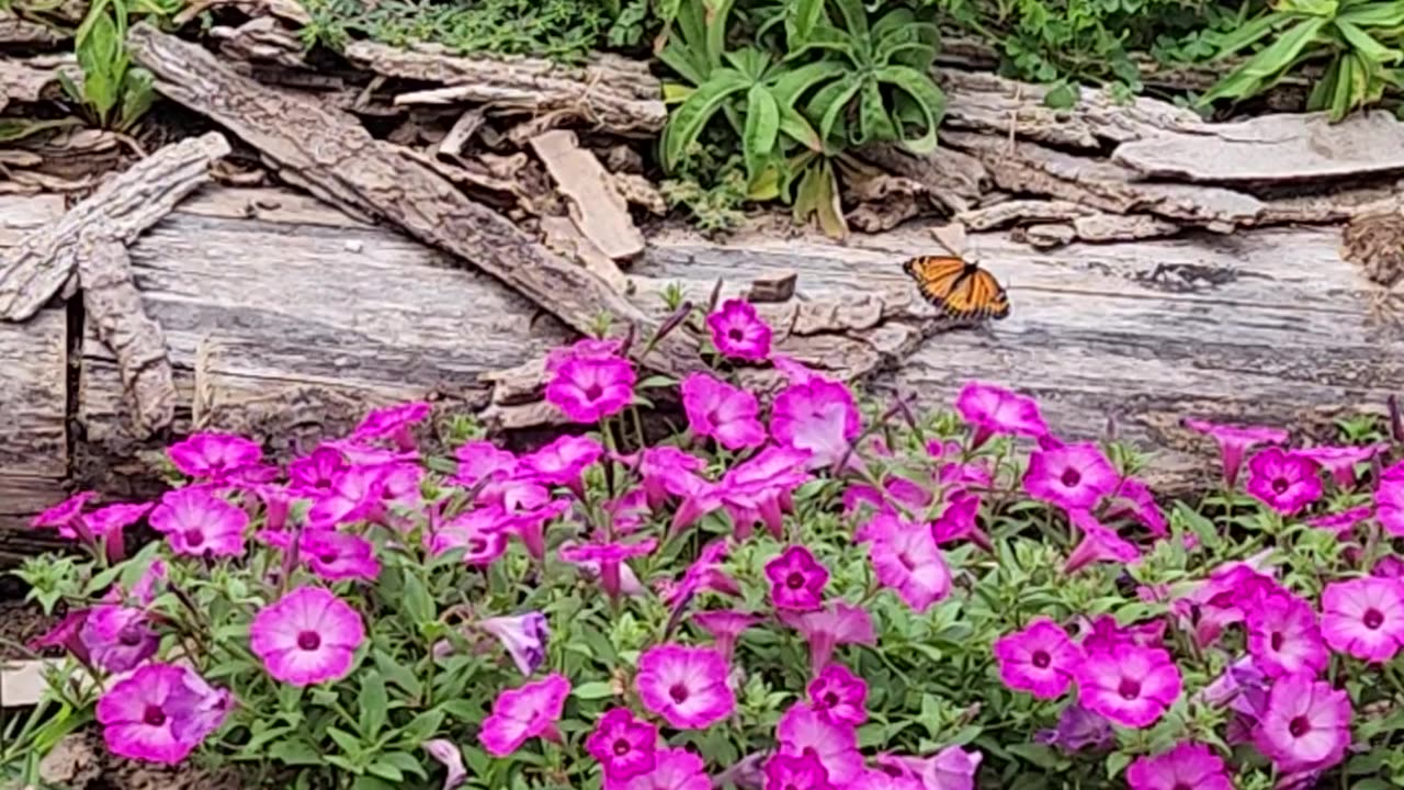 10 mins of the most beautiful butterfly scene ever, in the middle of a feature venue.
