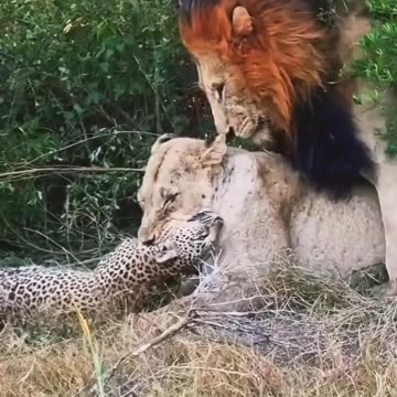 "A Battle for Survival and a Struggle for Birth – A Powerful Moment in Nature!"