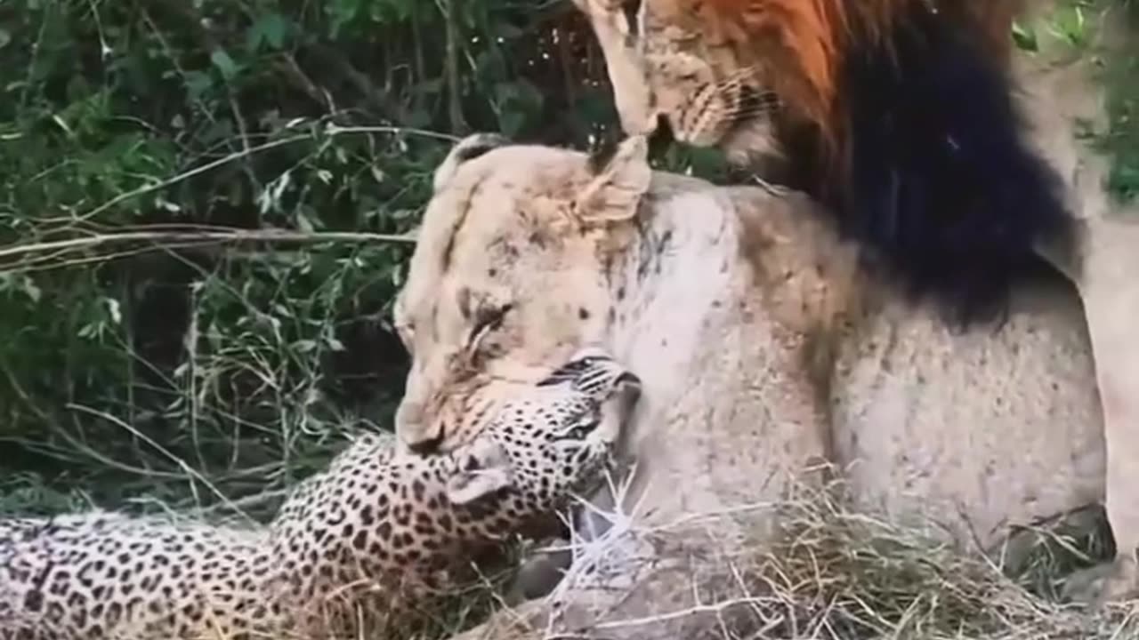 "A Battle for Survival and a Struggle for Birth โ A Powerful Moment in Nature!"