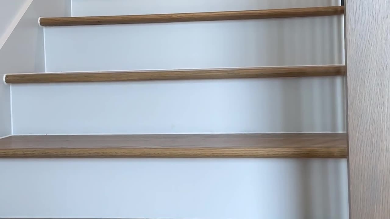 St. Patrick's Day Corgi Hops Down Stairs
