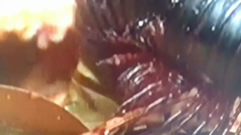 This Creature Has 400+ Legs and a Secret Defense You Won’t Believe
