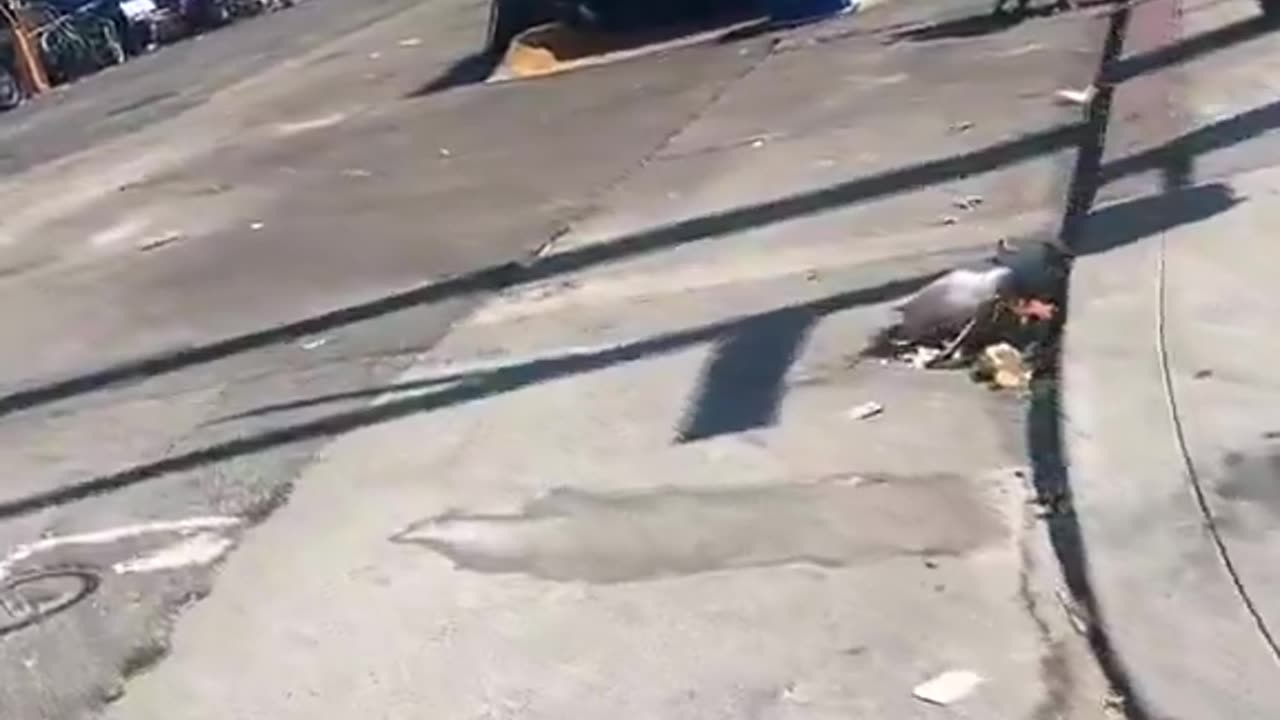 Democrats destroy everything.