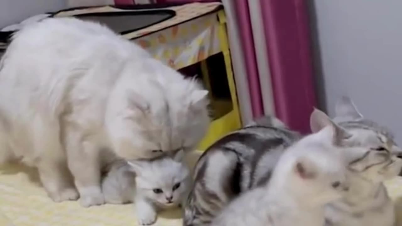 Cat Mom & Her Tiny Babies "Mama Cat Teaches Her Baby to Pounce! 🎓🐱"video