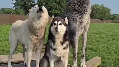 Howling Frens