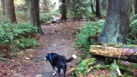 Lhasa on the trail in fall 2014