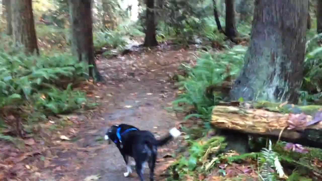 Lhasa on the trail in fall 2014