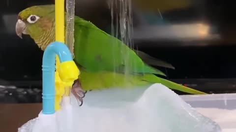 Morning shower getting ready for work