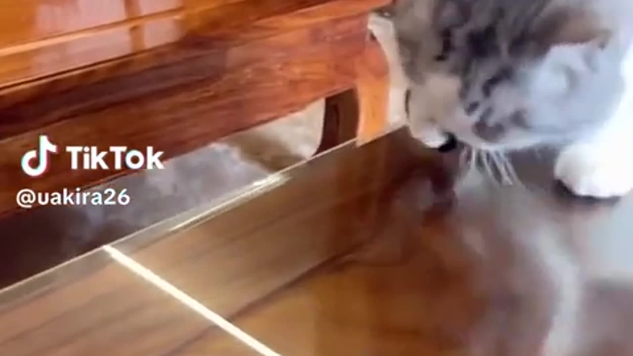 🐭🔥 This Cat's Speed is INSANE! | FunFM