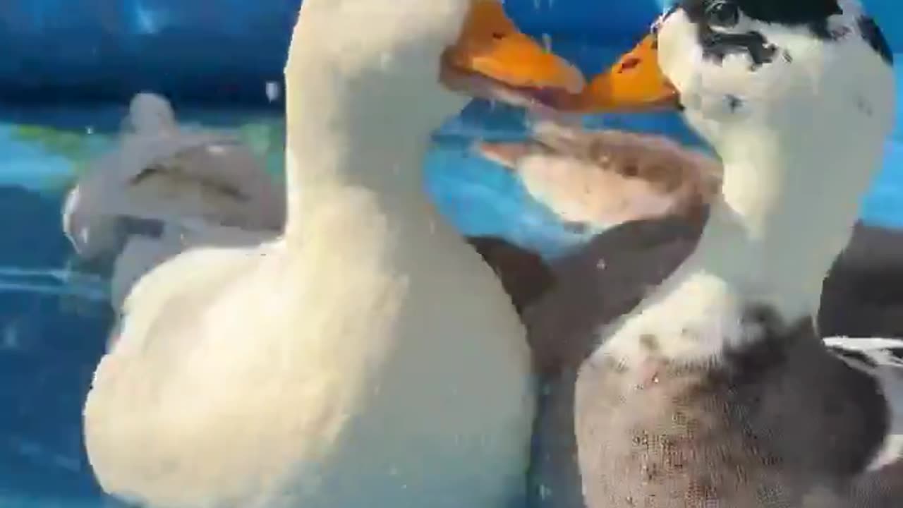 What do you think they were talking about 🤔🦆