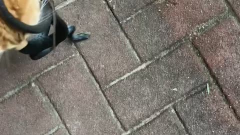 Orange Cat Keeps Wanting to Gift Me This Snake